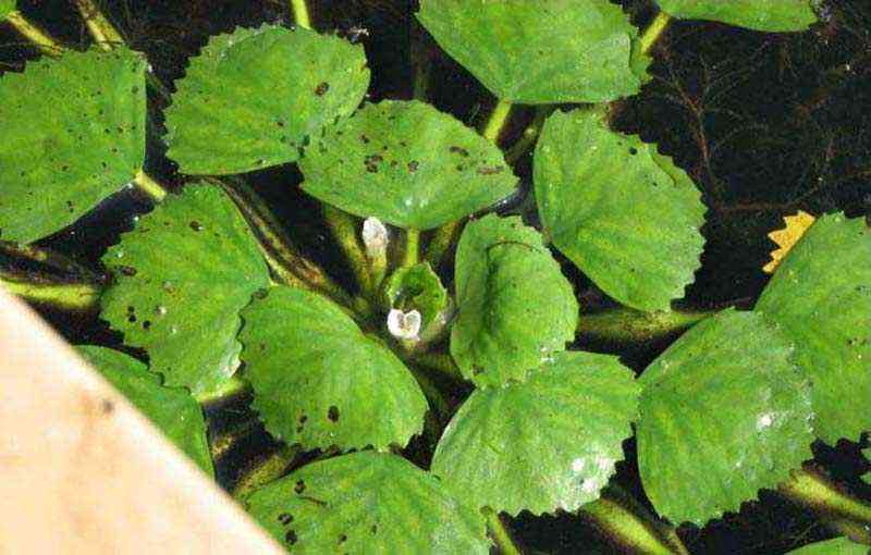 Waternoot (Trapa natans)